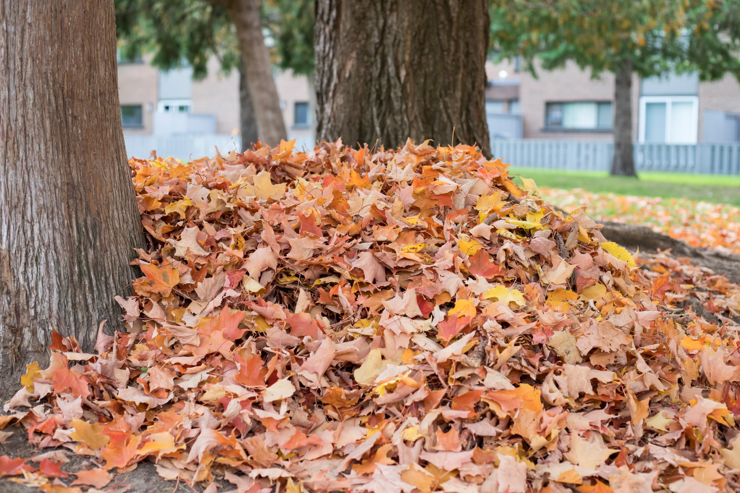 a-pile-of-autumn-fallen-leaves-on-the-ground-near-2023-11-27-05-34-20-utc