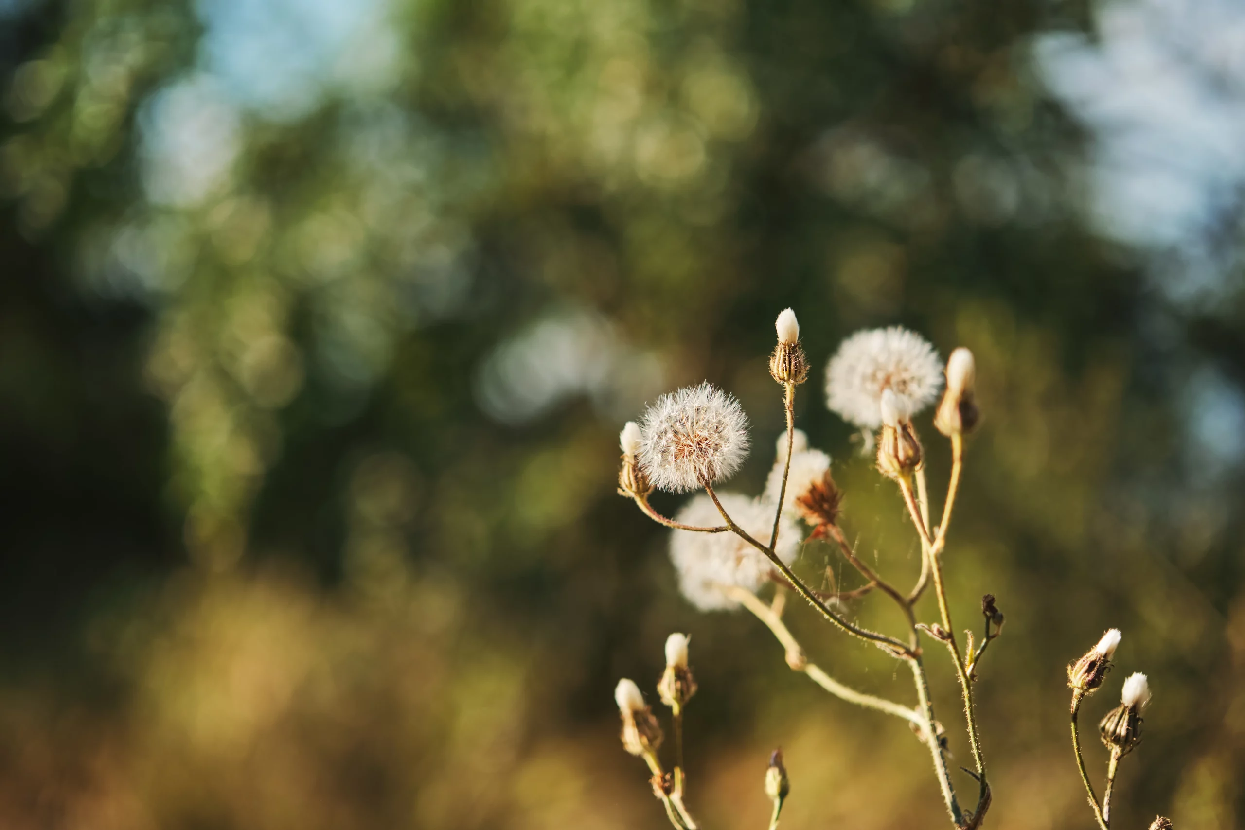 selective-focus-on-a-bloomed-dandelion-on-a-backgr-2024-07-25-23-19-33-utc