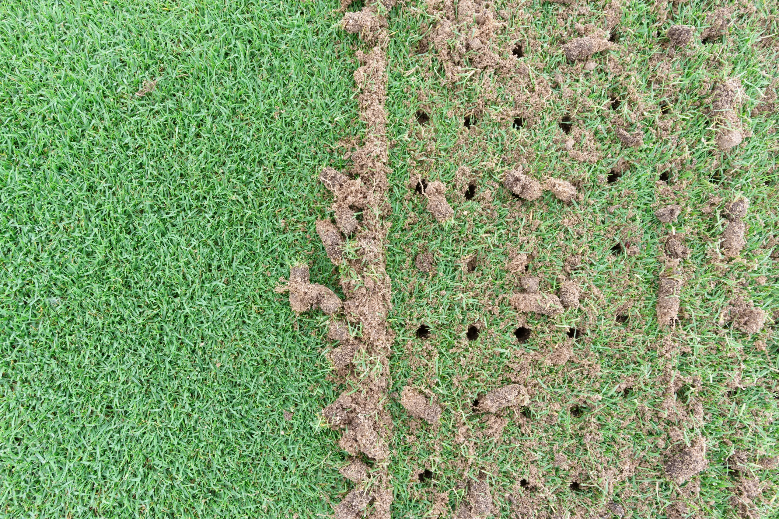 Core Aeration