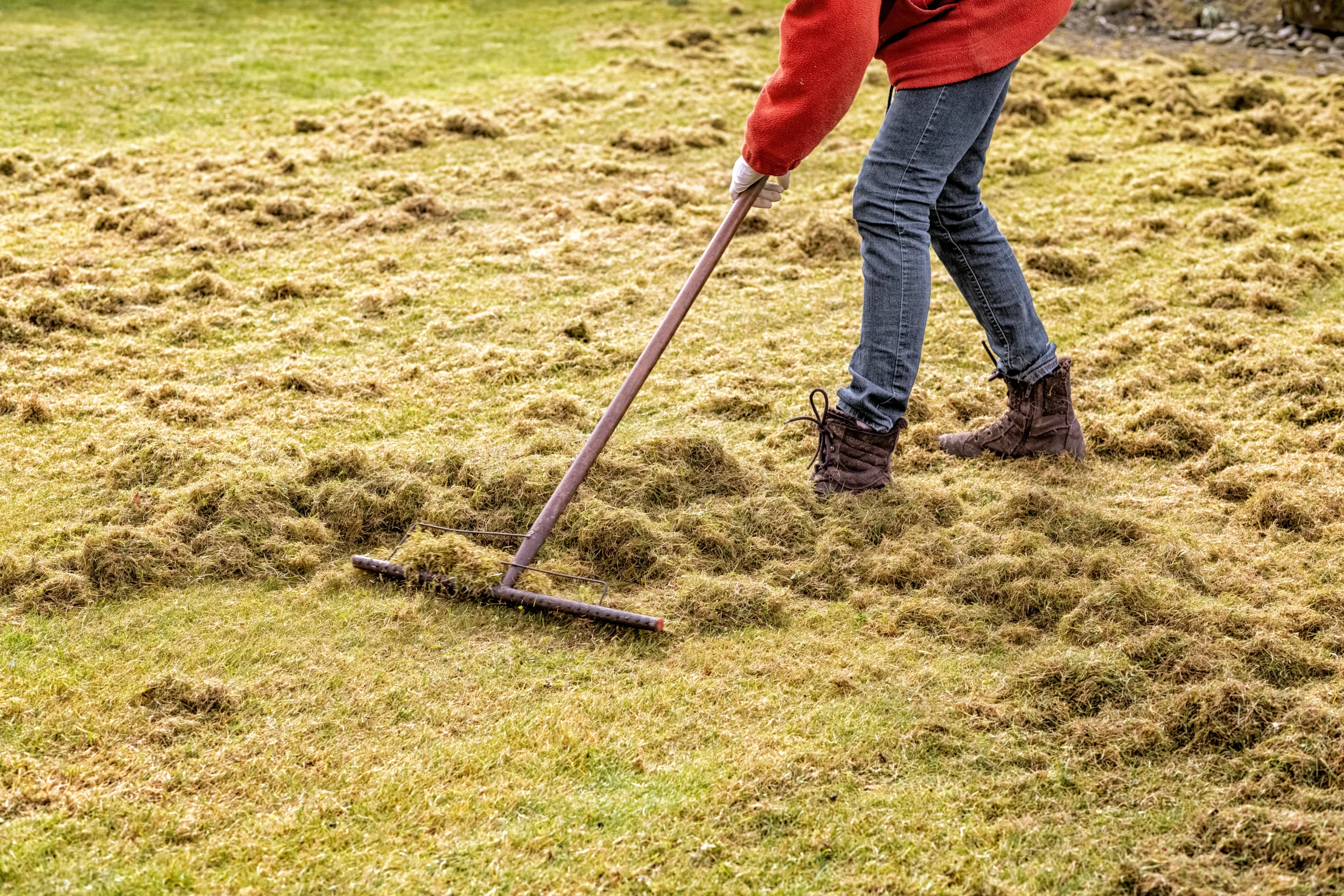 Dethatching