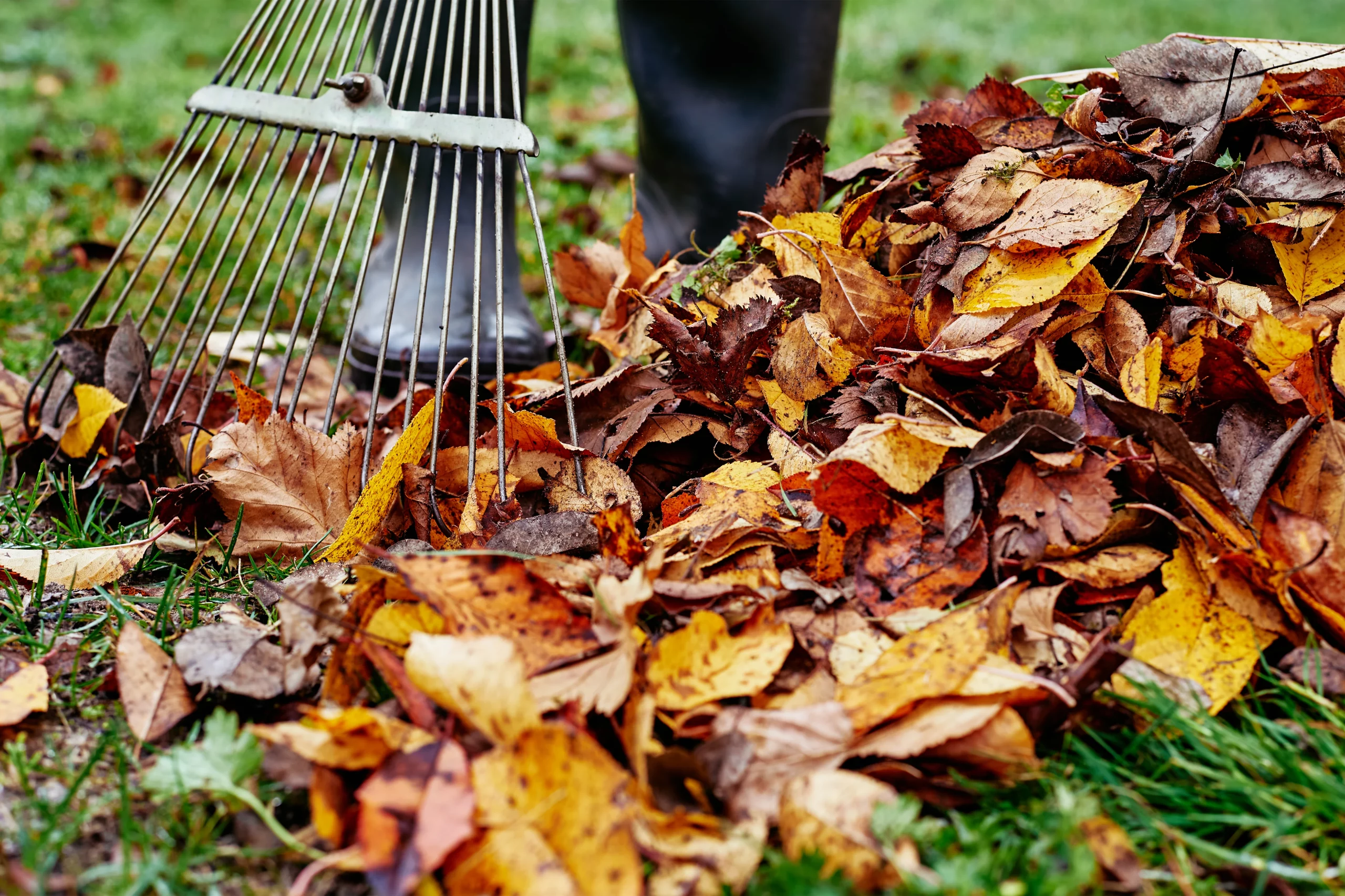 Leaf Cleaning