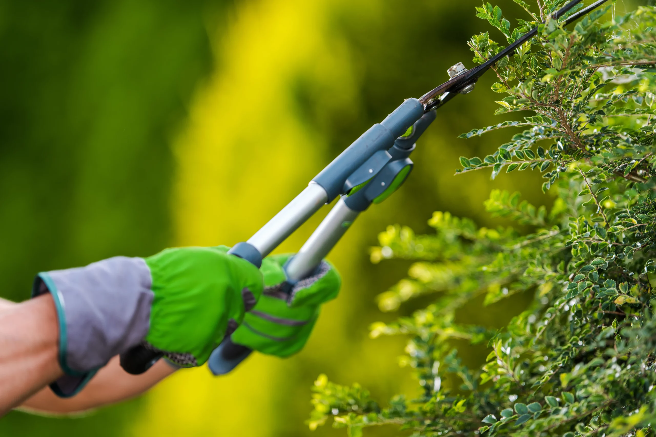 Trimming and Pruning